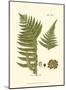 Small Antique Fern III-null-Mounted Art Print