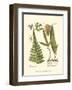 Small Antique Fern IV-null-Framed Art Print