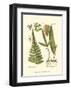 Small Antique Fern IV-null-Framed Art Print