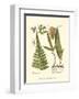 Small Antique Fern IV-null-Framed Art Print