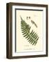 Small Antique Fern V-null-Framed Art Print