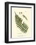 Small Antique Fern V-null-Framed Art Print