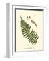 Small Antique Fern V-null-Framed Art Print