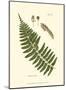 Small Antique Fern V-null-Mounted Art Print