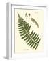 Small Antique Fern V-Vision Studio-Framed Art Print