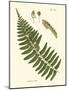 Small Antique Fern V-Vision Studio-Mounted Art Print