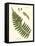 Small Antique Fern V-Vision Studio-Framed Stretched Canvas