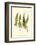 Small Antique Fern VII-null-Framed Art Print