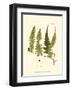 Small Antique Fern VII-null-Framed Art Print