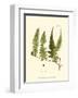 Small Antique Fern VII-null-Framed Art Print