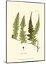 Small Antique Fern VII-null-Mounted Art Print