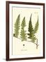 Small Antique Fern VII-Vision Studio-Framed Art Print