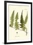 Small Antique Fern VII-Vision Studio-Framed Art Print