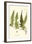 Small Antique Fern VII-Vision Studio-Framed Art Print