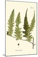 Small Antique Fern VII-Vision Studio-Mounted Art Print