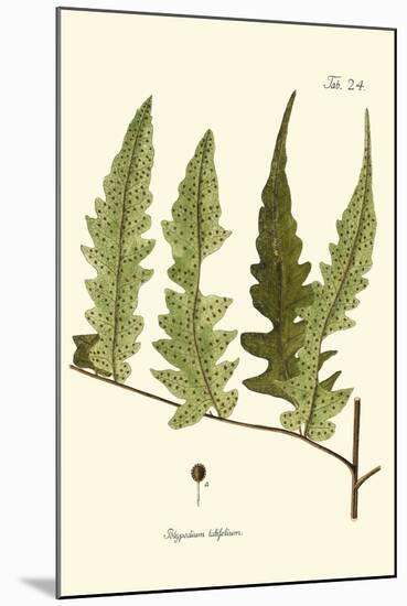 Small Antique Fern VII-Vision Studio-Mounted Art Print