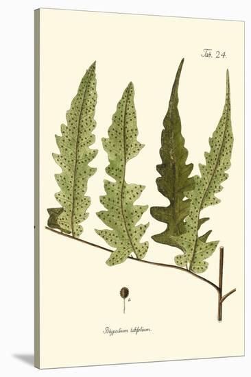 Small Antique Fern VII-Vision Studio-Stretched Canvas