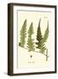 Small Antique Fern VII-Vision Studio-Framed Art Print