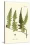 Small Antique Fern VII-Vision Studio-Stretched Canvas