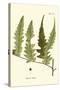 Small Antique Fern VII-Vision Studio-Stretched Canvas