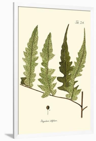 Small Antique Fern VII-Vision Studio-Framed Art Print