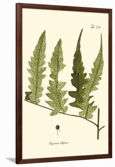 Small Antique Fern VII-Vision Studio-Framed Art Print