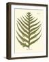 Small Antique Fern VIII-Vision Studio-Framed Art Print