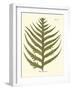 Small Antique Fern VIII-Vision Studio-Framed Art Print