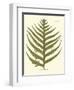 Small Antique Fern VIII-Vision Studio-Framed Art Print