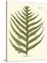 Small Antique Fern VIII-Vision Studio-Stretched Canvas