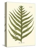 Small Antique Fern VIII-Vision Studio-Stretched Canvas