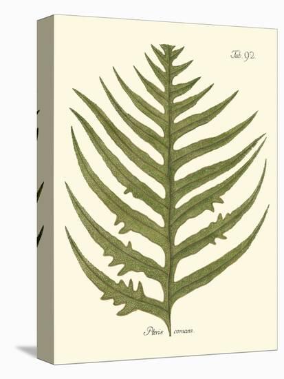 Small Antique Fern VIII-Vision Studio-Stretched Canvas