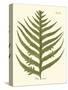 Small Antique Fern VIII-Vision Studio-Stretched Canvas