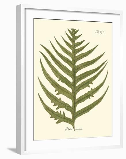 Small Antique Fern VIII-Vision Studio-Framed Art Print