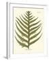 Small Antique Fern VIII-Vision Studio-Framed Art Print