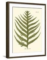 Small Antique Fern VIII-Vision Studio-Framed Art Print