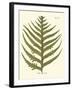 Small Antique Fern VIII-Vision Studio-Framed Art Print