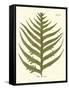 Small Antique Fern VIII-Vision Studio-Framed Stretched Canvas