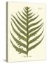 Small Antique Fern VIII-Vision Studio-Stretched Canvas