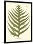 Small Antique Fern VIII-Vision Studio-Framed Art Print