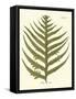 Small Antique Fern VIII-Vision Studio-Framed Stretched Canvas