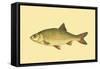 Small Antique Fish II-Vision Studio-Framed Stretched Canvas