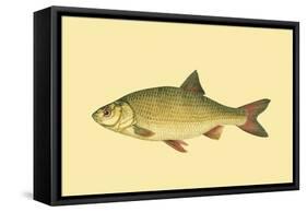 Small Antique Fish II-Vision Studio-Framed Stretched Canvas