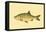 Small Antique Fish II-Vision Studio-Framed Stretched Canvas