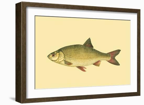 Small Antique Fish II-Vision Studio-Framed Art Print