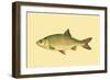 Small Antique Fish II-Vision Studio-Framed Art Print