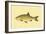 Small Antique Fish II-Vision Studio-Framed Art Print