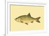 Small Antique Fish II-Vision Studio-Framed Premium Giclee Print