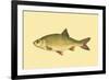 Small Antique Fish II-Vision Studio-Framed Premium Giclee Print