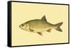 Small Antique Fish II-Vision Studio-Framed Stretched Canvas